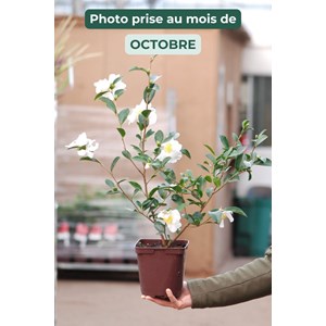 Camélia 'helen' taille du pot - en pot