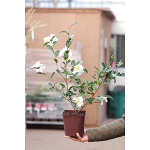Camélia 'helen' taille du pot - en pot de 3 litres