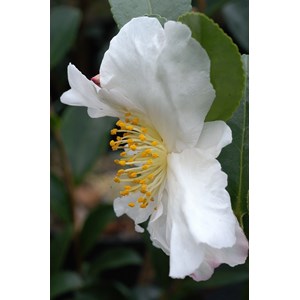 Camélia 'narcissiflora' taille du pot -