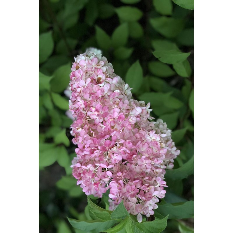 Roué Pépinières - Hortensia 'vanille fraise ?' taille du p