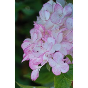 Hortensia 'vanille fraise ?' taille du p