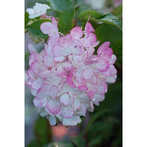 Hortensia 'vanille fraise ?' taille du p