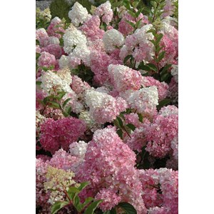 Hortensia 'vanille fraise ?' taille du p
