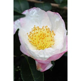 Camélia 'narumi-gata' taille du pot - e