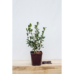 Camélia 'narumi-gata' taille du pot - e