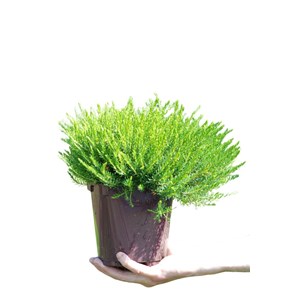 Bruyère d'hiver 'white perfection' tail