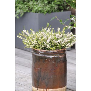 Bruyère d'hiver 'white perfection' tail