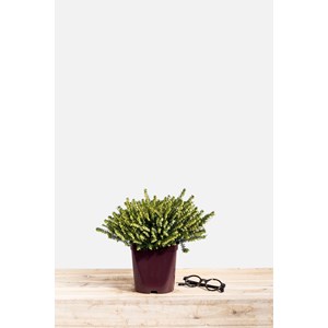 Bruyère d'hiver 'white perfection' tail