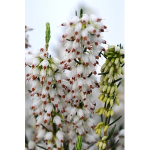 Bruyère d'hiver 'white perfection' taille du pot - en pot de 1 litre