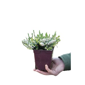 Bruyère d'hiver 'white perfection' tail