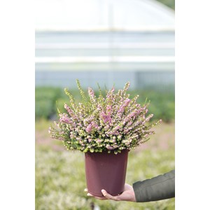 Bruyère d'hiver 'spring surprise' taill