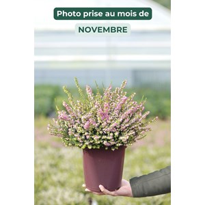 Bruyère d'hiver 'spring surprise' taill