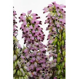 Bruyère d'hiver 'spring surprise' taill