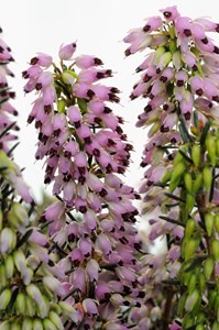 Bruyère d'hiver 'spring surprise' taille du pot - en pot de 1 litre