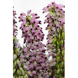 Bruyère d'hiver 'spring surprise' taille du pot - en pot de 1 litre