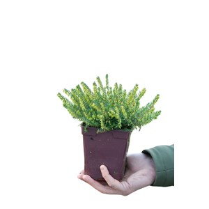 Bruyère d'hiver 'spring surprise' taill