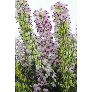 Bruyère d'hiver 'spring surprise' taill