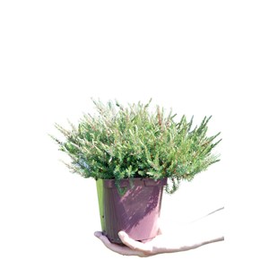 Bruyère d'hiver 'kramer's rote' taille