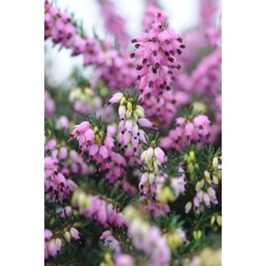 Bruyère d'hiver 'kramer's rote' taille