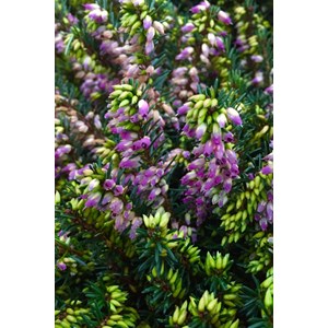 Bruyère d'hiver 'kramer's rote' taille