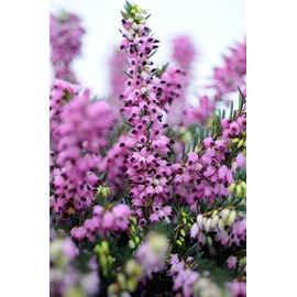 Bruyère d'hiver 'kramer's rote' taille