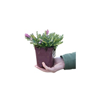 Bruyère d'hiver 'kramer's rote' taille