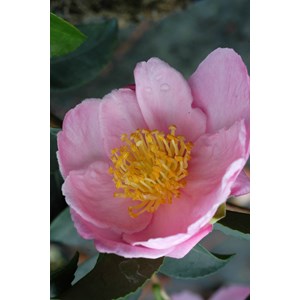 Camélia 'plantation pink' taille du pot - en pot de 1 litre