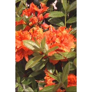 Azalée de chine 'gibraltar' taille du p