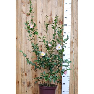 Camélia 'rainbow' taille du pot - en po