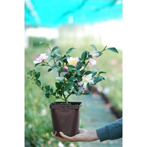 Camélia 'rainbow' taille du pot - en po