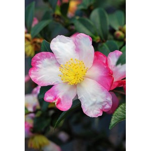 Camélia 'rainbow' taille du pot - en po