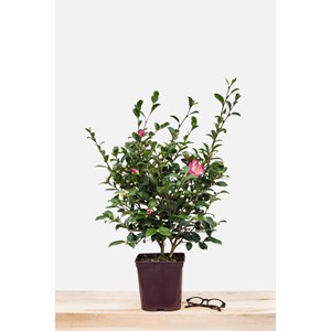 Camélia 'rainbow' taille du pot - en po