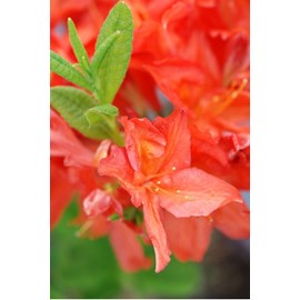 Azalée de chine 'satan' taille du pot -