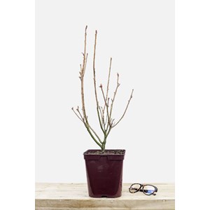 Azalée de chine 'satan' taille du pot -