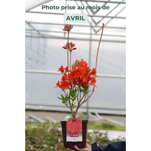 Azalée de chine 'satan' taille du pot -