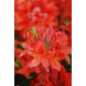 Azalée de chine 'satan' taille du pot -