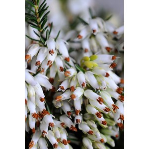 Bruyère d'hiver 'isabel' taille du pot - en pot de 1 litre