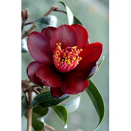 Camélia 'night rider' taille du pot - e