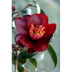 Camélia 'night rider' taille du pot - e