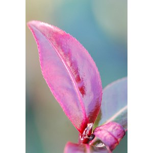 Camélia 'night rider' taille du pot - e