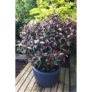 Camélia 'night rider' taille du pot - e