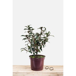 Camélia 'night rider' taille du pot - e