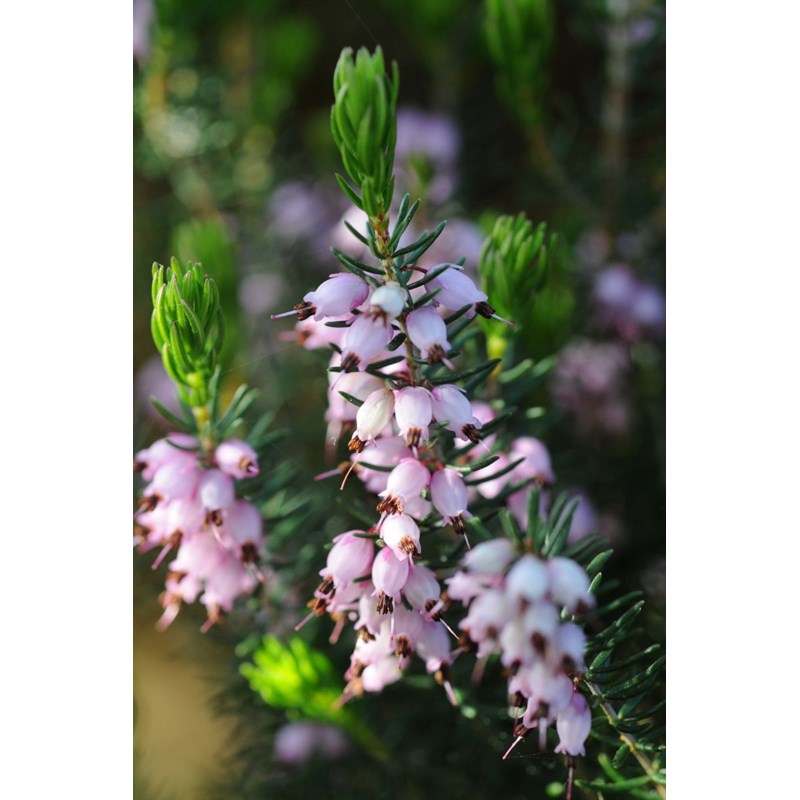 Roué Pépinières - Bruyère méditerranéenne taille du pot - en pot de 3 litres