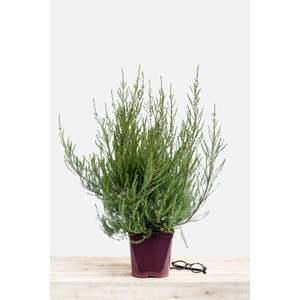 Bruyère méditerranéenne taille du pot