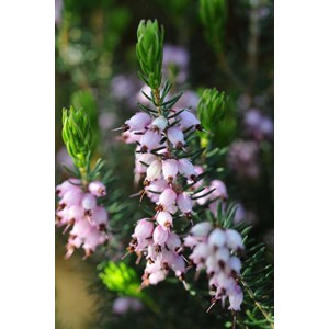 Bruyère méditerranéenne taille du pot