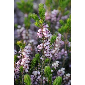 Bruyère méditerranéenne taille du pot