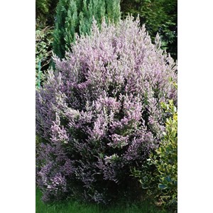 Bruyère méditerranéenne taille du pot