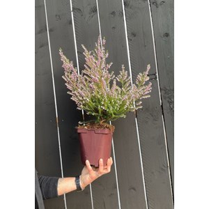 Bruyère méditerranéenne taille du pot - en pot de 3 litres
