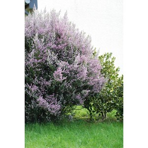 Bruyère méditerranéenne taille du pot - en pot de 3 litres