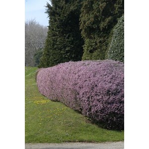 Bruyère méditerranéenne taille du pot - en pot de 3 litres